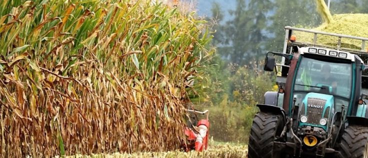 Mais-Silage ist das Grundfutter für das Vieh in Mieming. (Foto: Knut Kuckel)